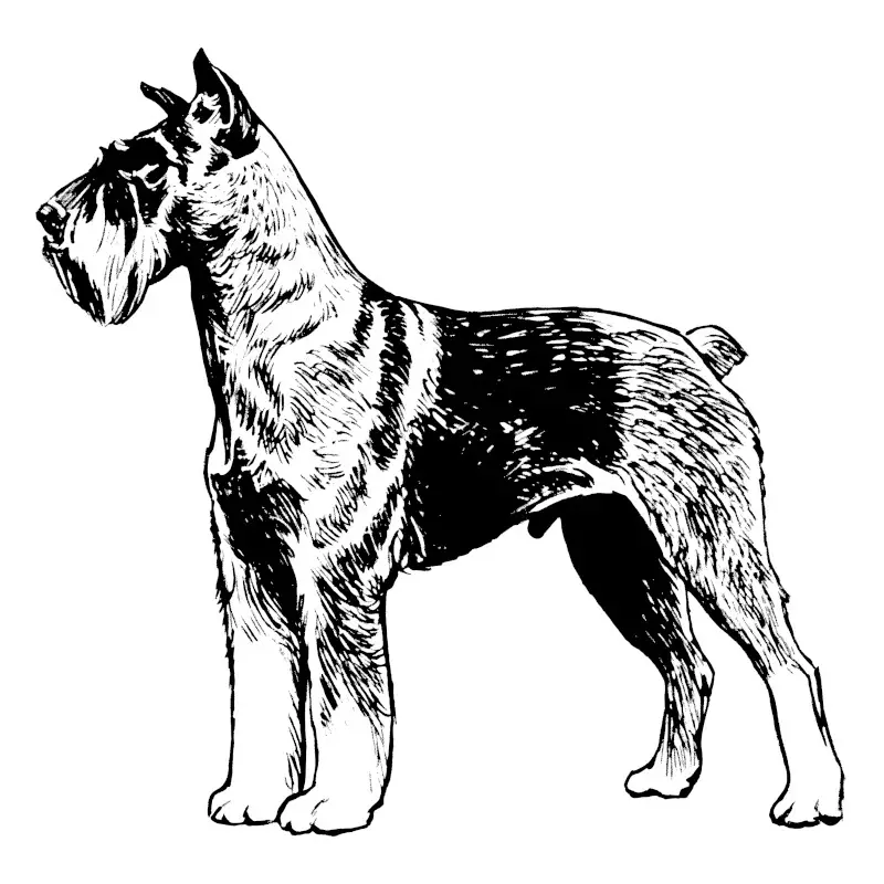 Schnauzer dog Standing Tall